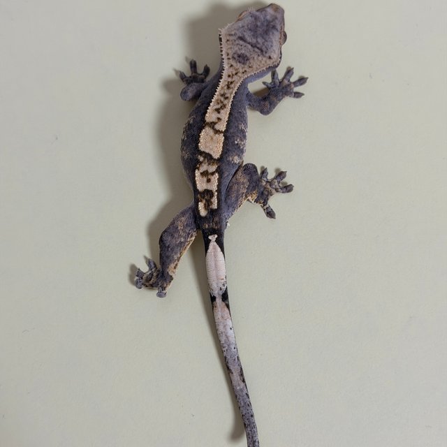 릴리100%헷아잔틱 100%헷아잔틱