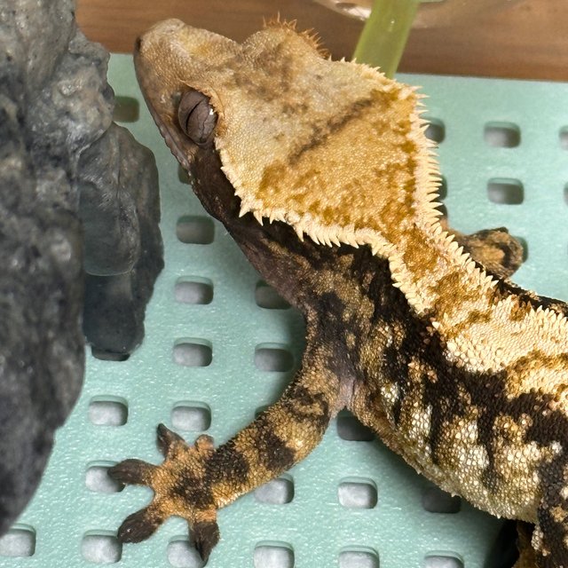 트라이