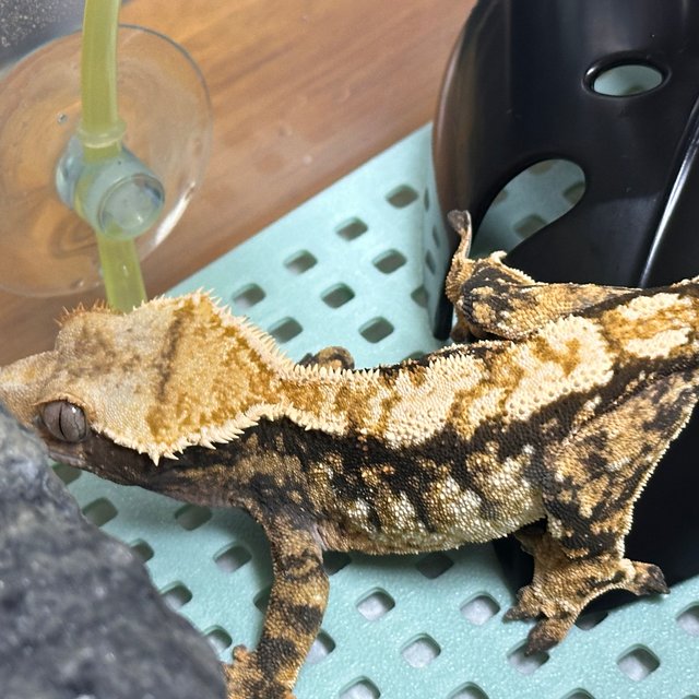 트라이