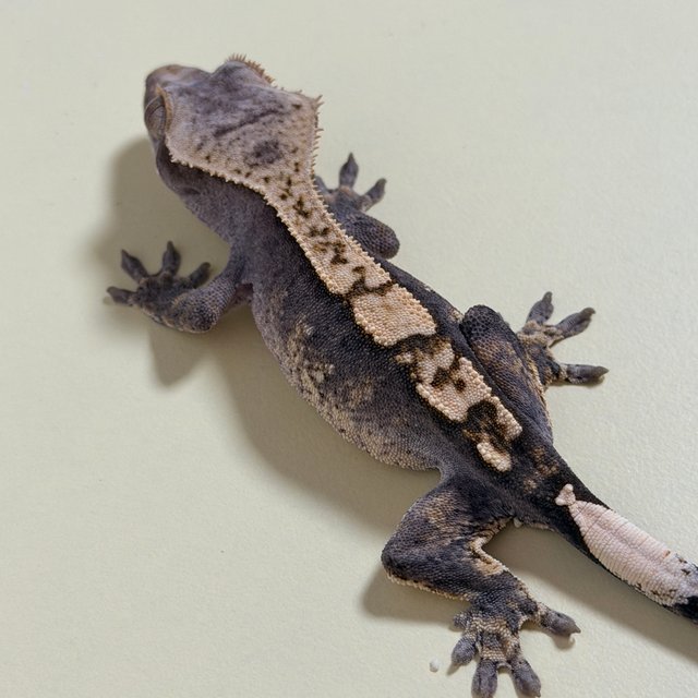 릴리100%헷아잔틱 100%헷아잔틱