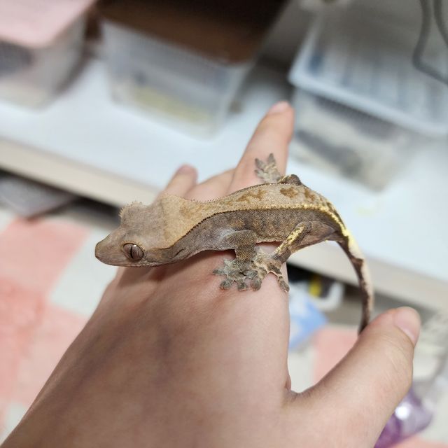 카푸치노