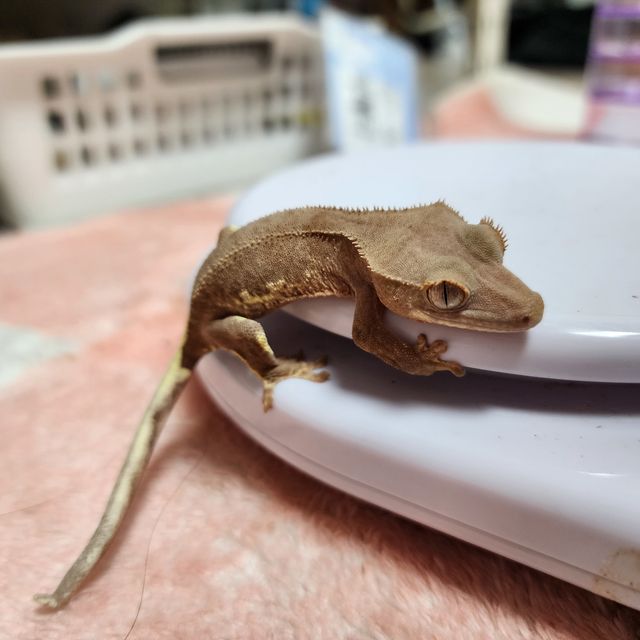 릴리화이트 팬텀