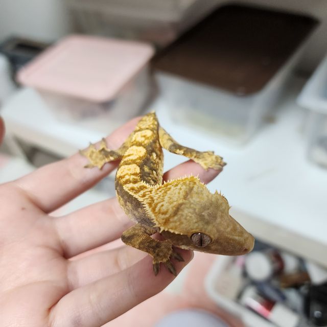 노멀 트라이 익스트림할리퀸