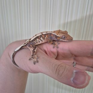 세이블 트라이