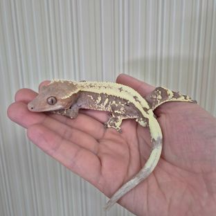 세이블