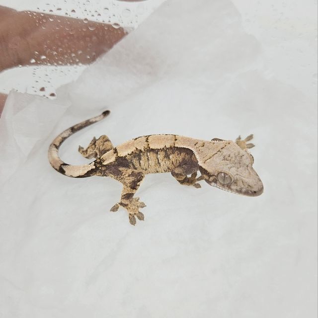 세이블