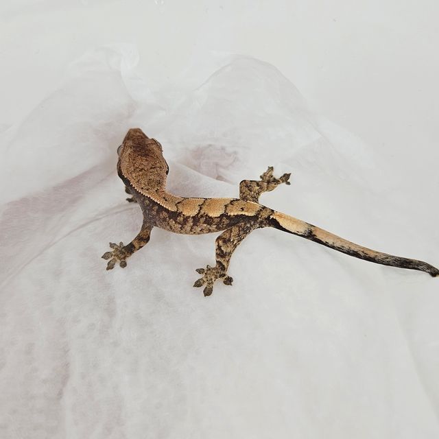 세이블