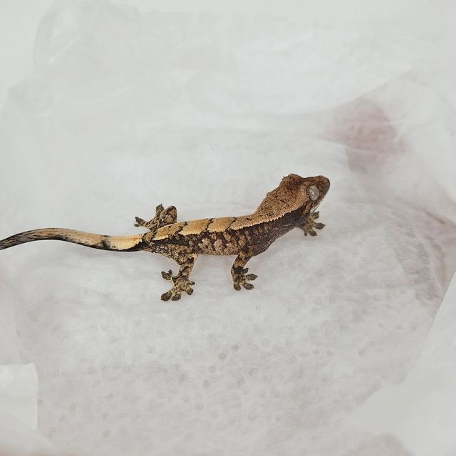 세이블