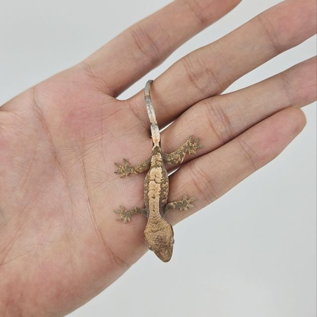 세이블