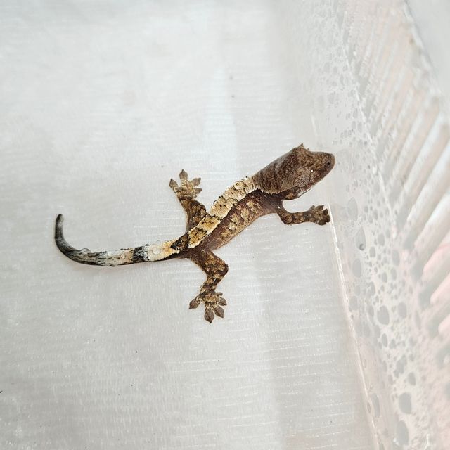 세이블