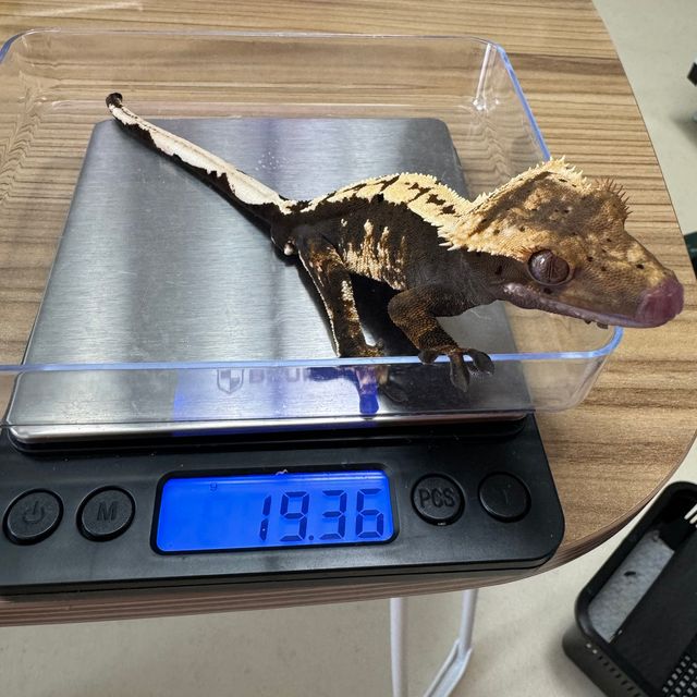 100%헷아잔틱