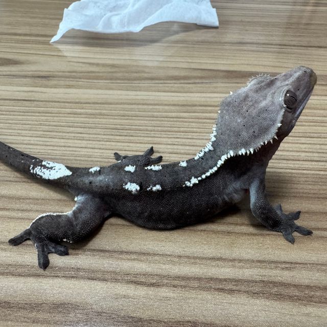 아잔틱