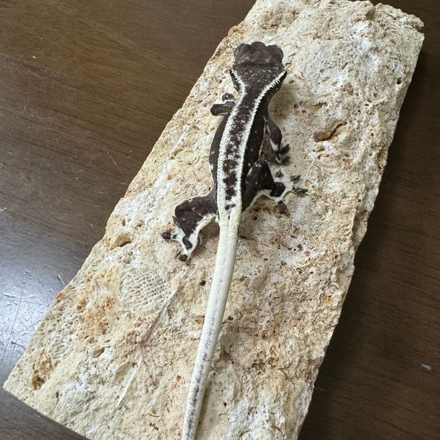 릴잔틱