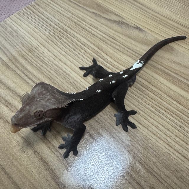 아잔틱