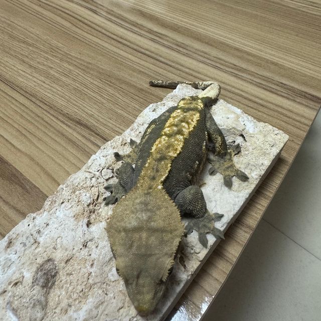 플레임 다크 블랙