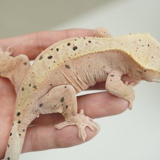 슈퍼달마시안 (모)