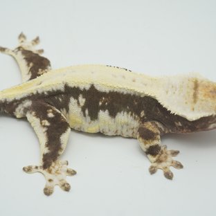 릴리100%헷아잔틱