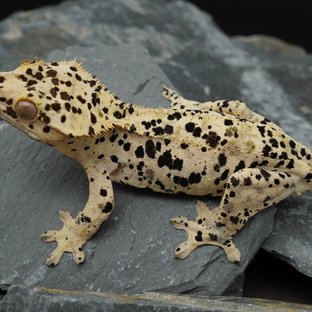 삼백 x 얼룩 (키엘)