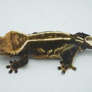 엠티백 슈퍼스트라이프