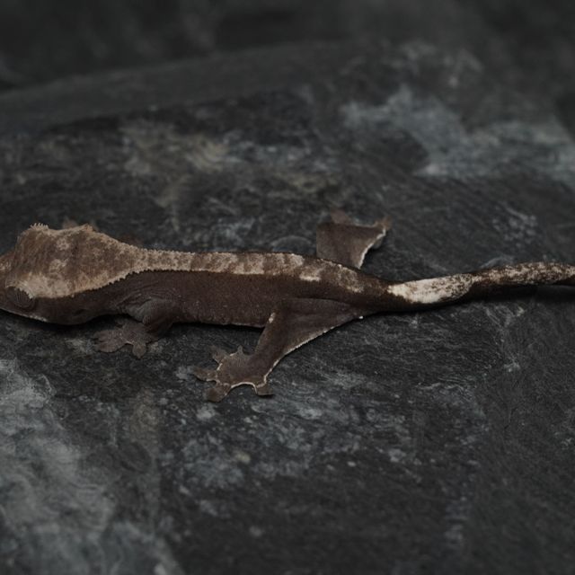 아잔틱