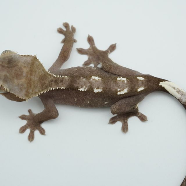 아잔틱