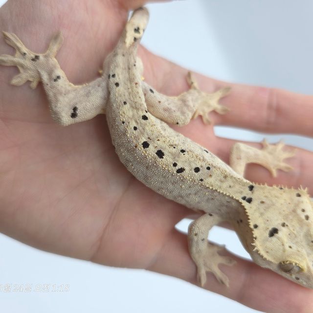 달마시안