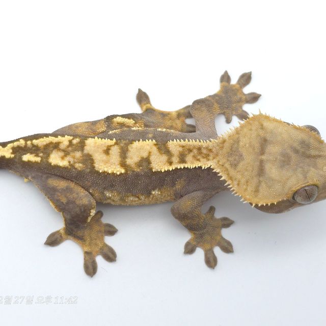 100%헷아잔틱
