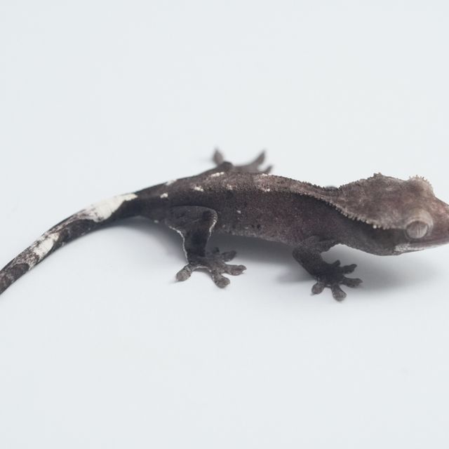 아잔틱