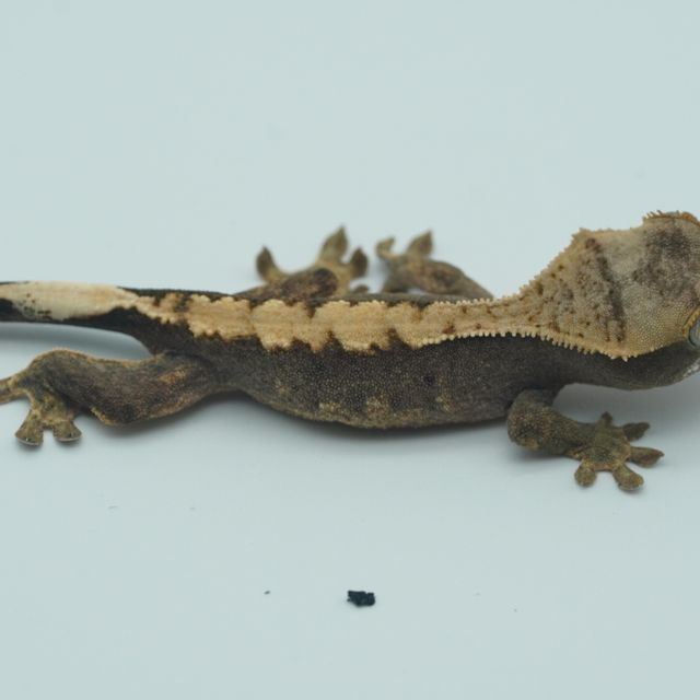 100%헷아잔틱