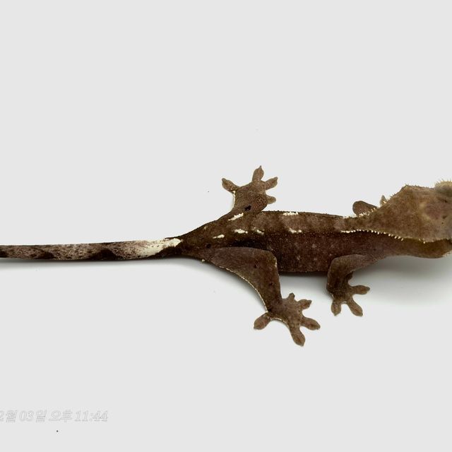 아잔틱