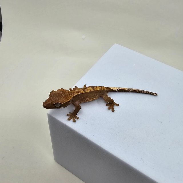 100%헷아잔틱
