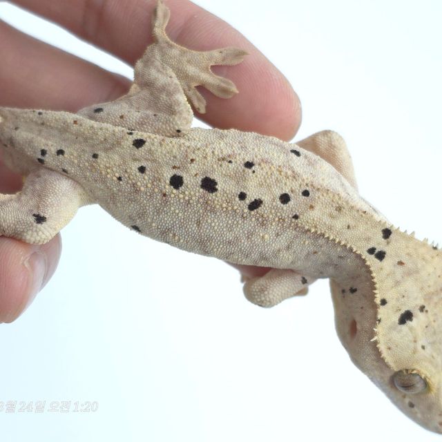 달마시안
