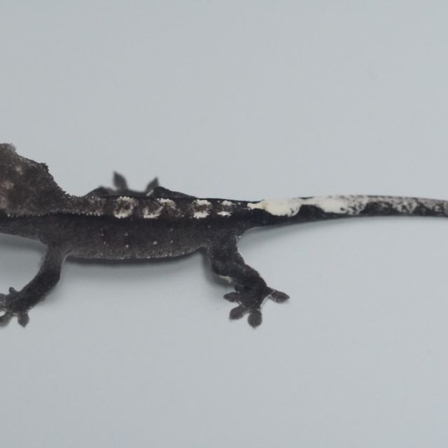 아잔틱