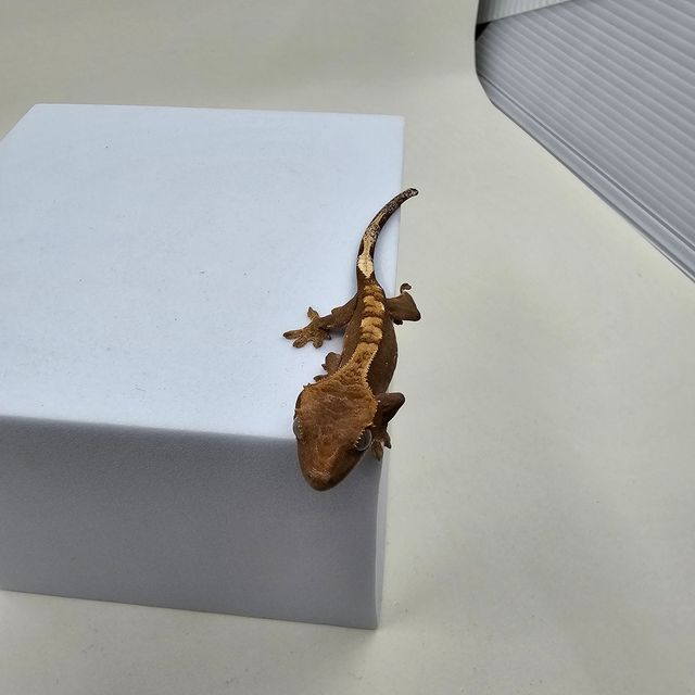100%헷아잔틱
