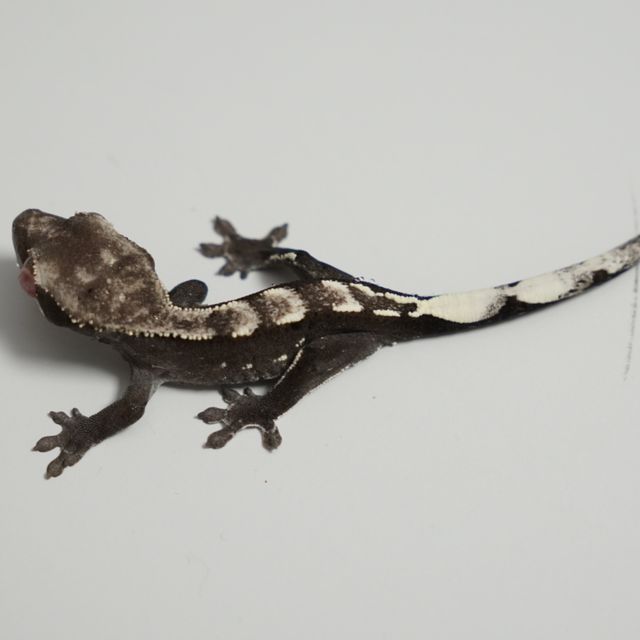 아잔틱