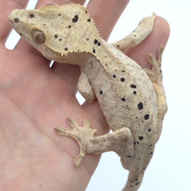 달마시안