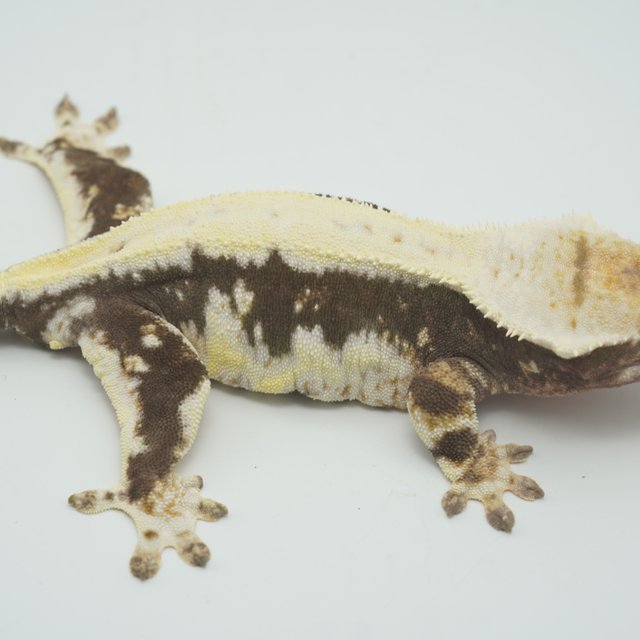 릴리100%헷아잔틱