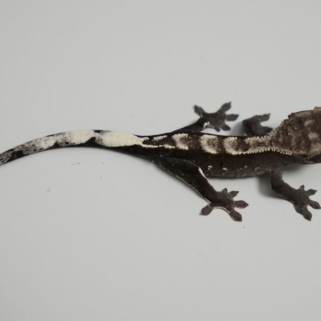 아잔틱