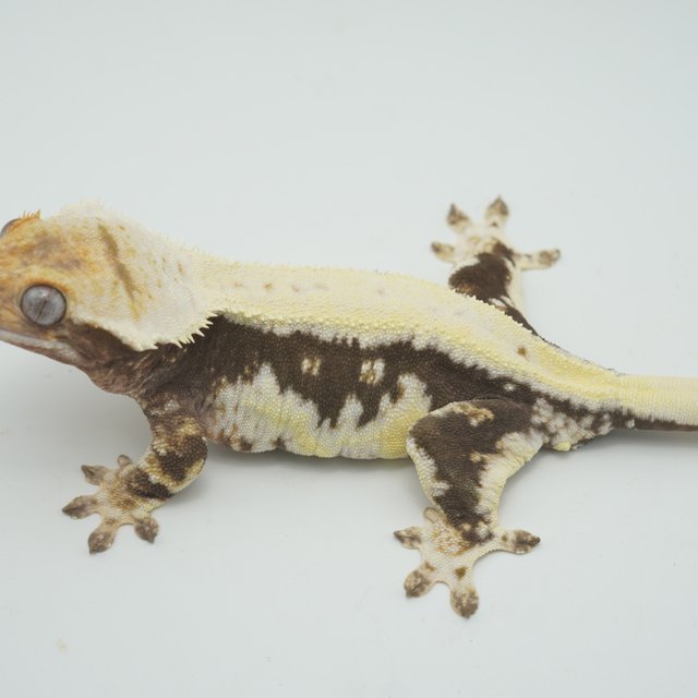 릴리100%헷아잔틱