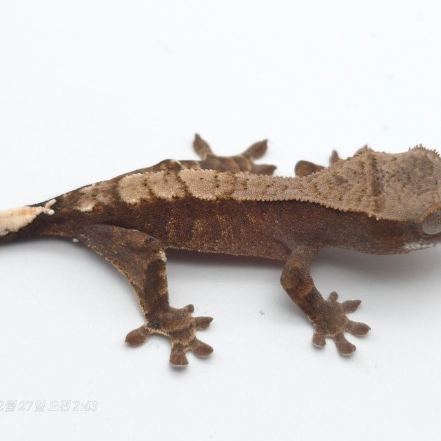 카푸치노 아잔틱