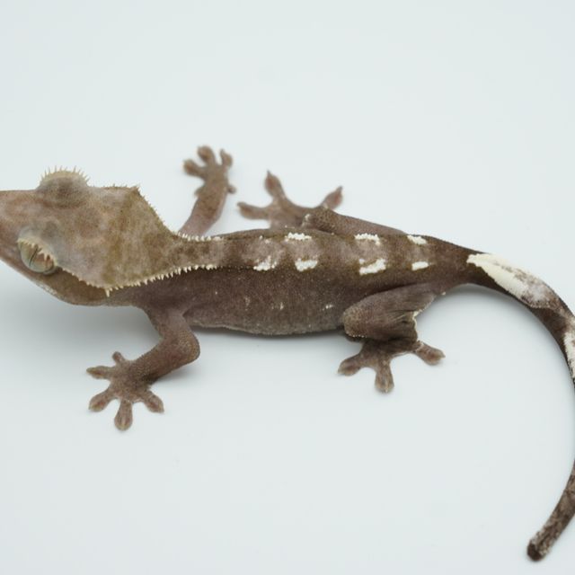 아잔틱