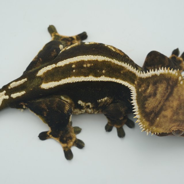 엠티백 슈퍼스트라이프