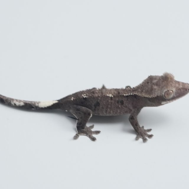 아잔틱