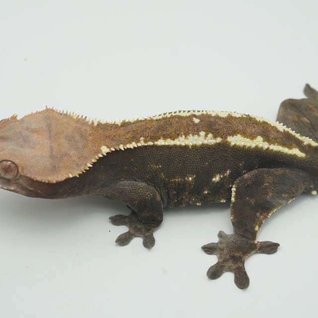 100%헷아잔틱 카푸치노