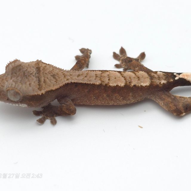 카푸치노 아잔틱