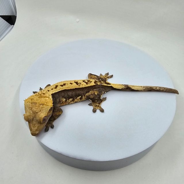 할리퀸