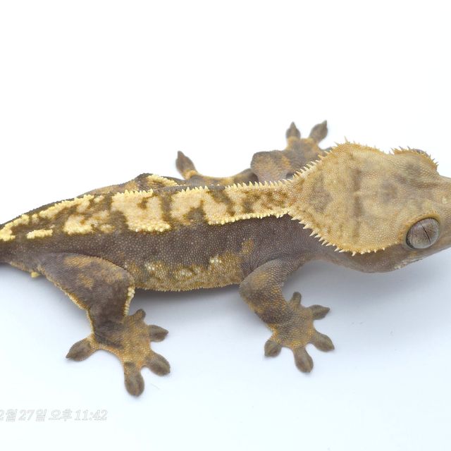 100%헷아잔틱