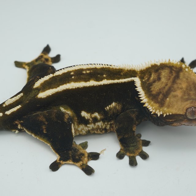 엠티백 슈퍼스트라이프