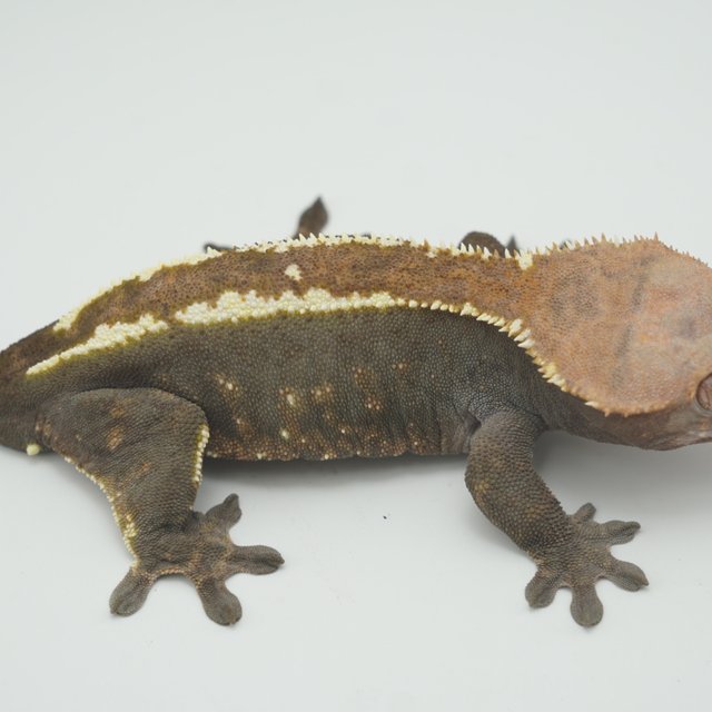 100%헷아잔틱 카푸치노