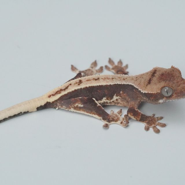 100%헷아잔틱